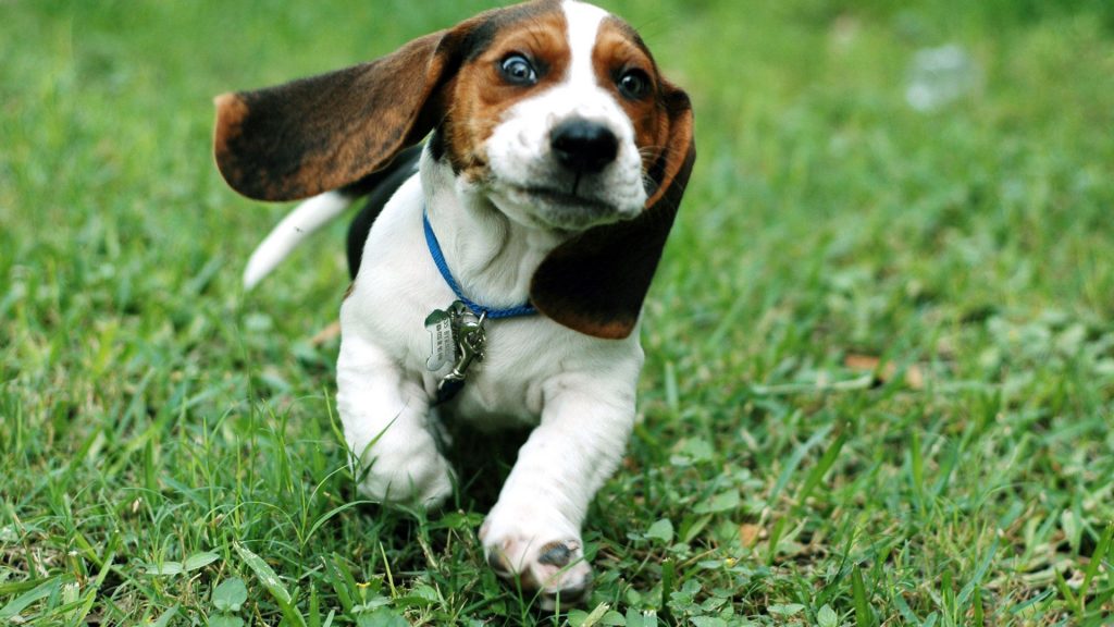 Khoảnh khắc chú chó đang chạy trên cỏ cực dễ thương