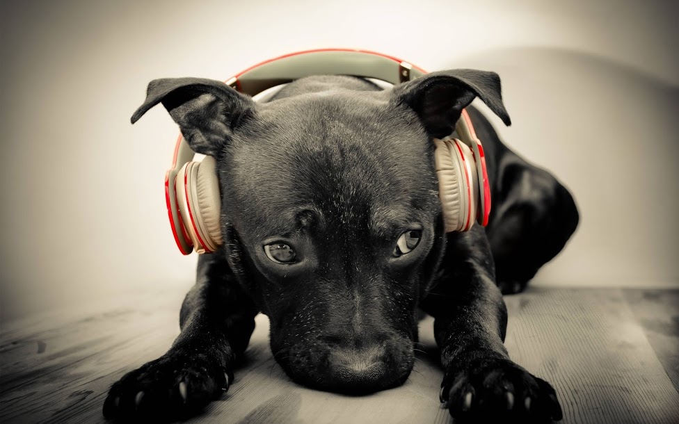 hình ảnh chó cute đẹp nhất đang đeo tai nghe với khuôn mặt vô cùng bối rối