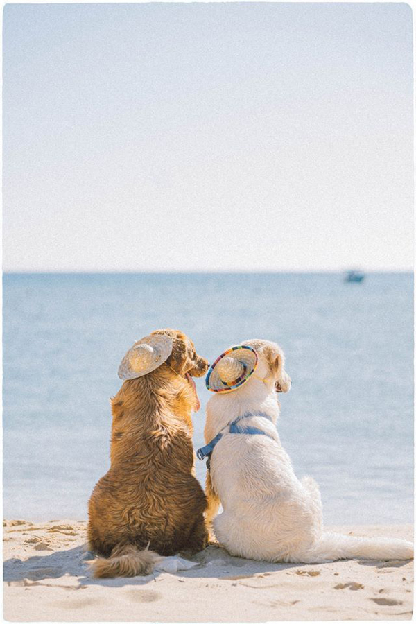 Hình hai vợ cồng chó Golden màu vàng và Golden màu trắng đang cùng nhau ngắm biển