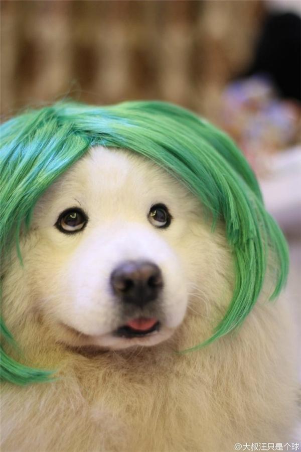 Ảnh bé chó Samoyed đeo tóc giả màu xanh lá cây vô cùng đáng yêu