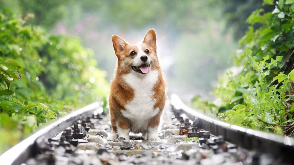 Hình chụp bé chó corgi đang cười đứng trên đường ray tàu rất cute