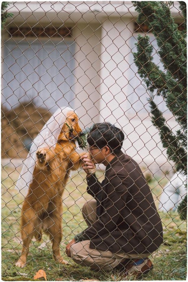 Hình chụp cô dâu chó golden màu vàng đang được chủ hôn tay rất dễ thương