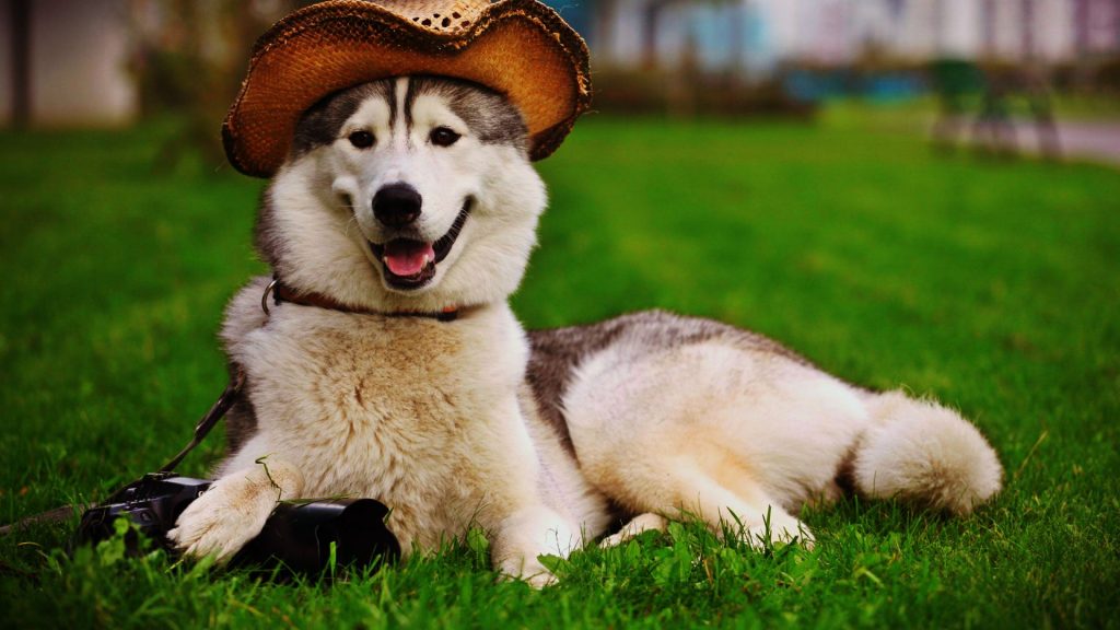 hình ảnh chó cute đẹp nhất chó Husky đội mũ cao đồi cực hài hước và đáng yêu