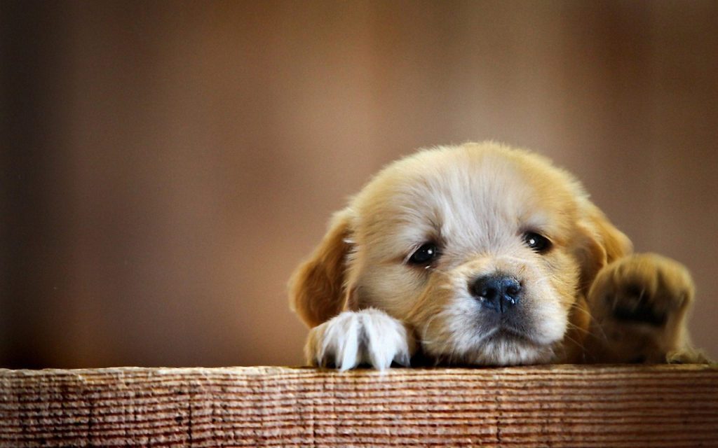 Bé cún với đôi mắt lưng lưng nước mắt rất dễ thương