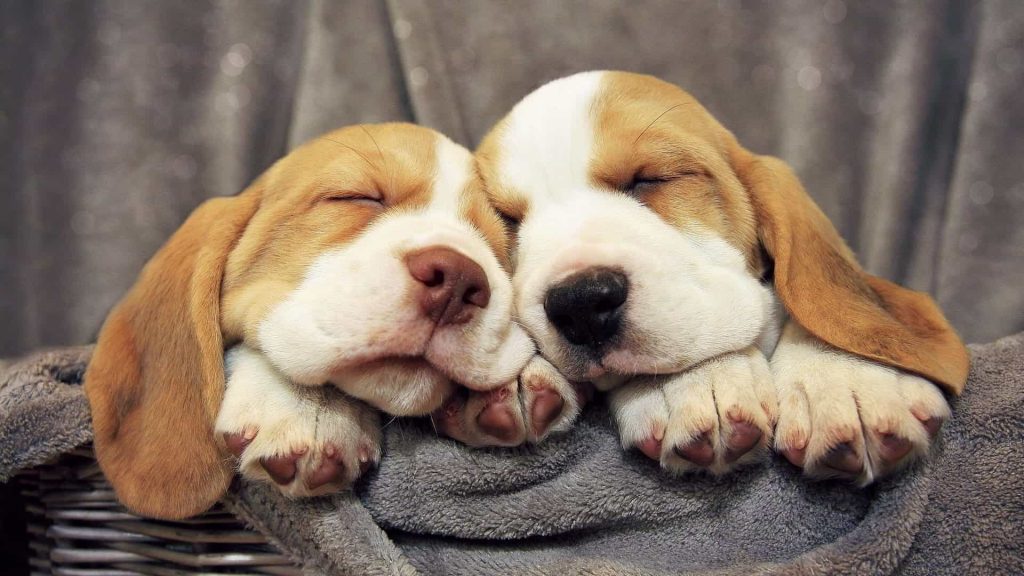 hình ảnh chó cute đẹp nhất hai con chó con dựa đầu vào nhau ngủ cực dễ thương