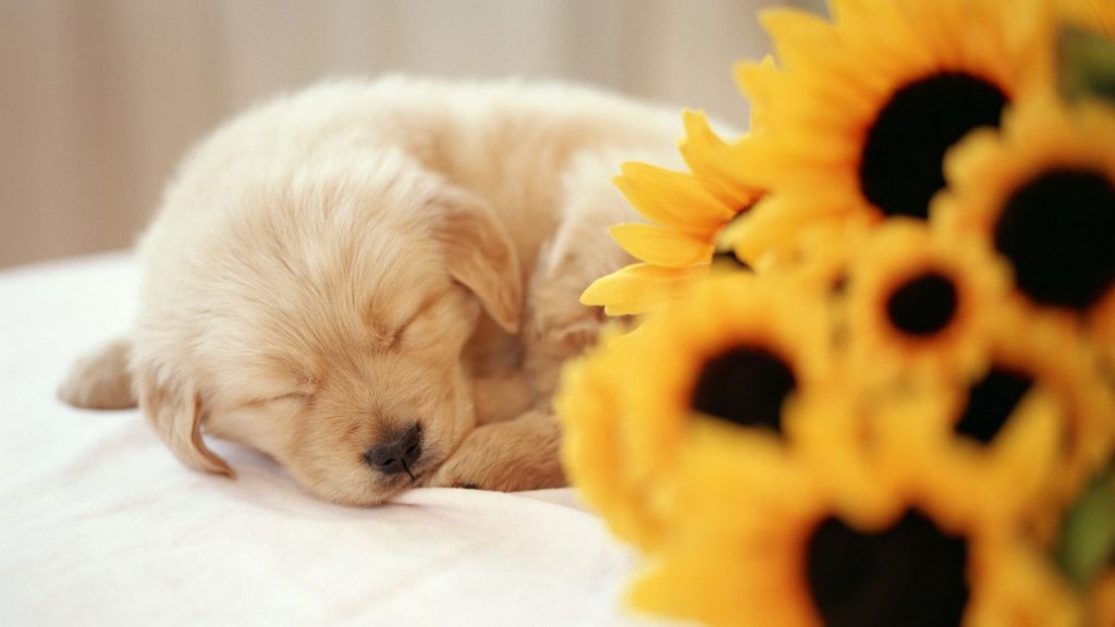 Bé cún Golden đang cuộn tròn lại ngủ rất đáng yêu