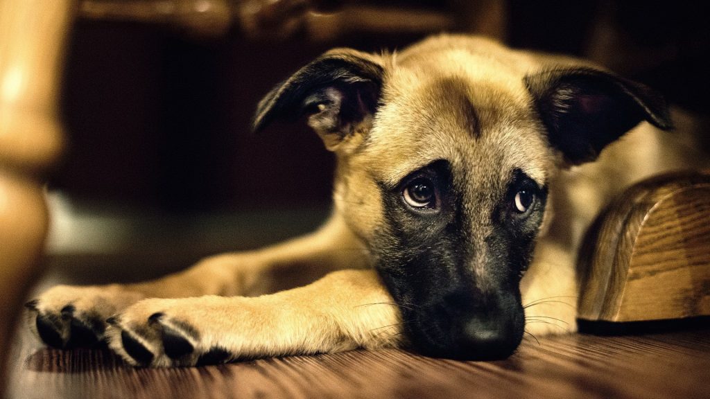 hình ảnh chó cute đẹp nhất đang nằm với ảnh mắt đầy lo lắng