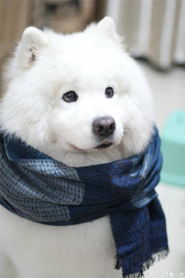 Bé chó giống Samoyed có bộ lông màu trắng cực đẹp được chủ đeo cho khăn quàng cổ