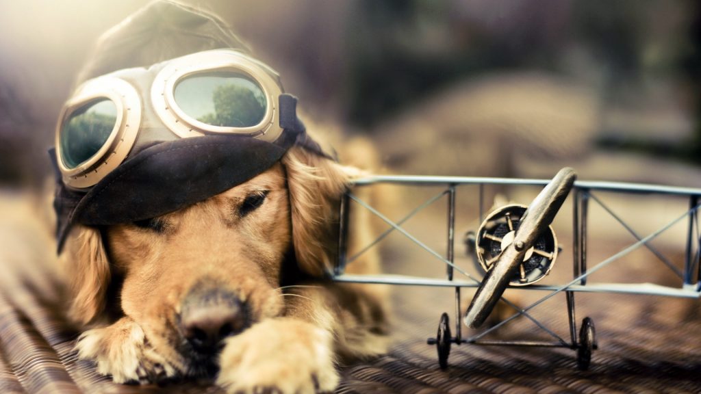 Hình chú chó Golden đen kính báo hiểm nằm cạnh chiếc máy bay