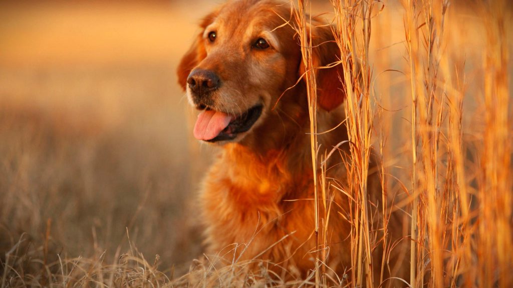 Chú chó già giống loài Golden đang nằm phơi nắng ngoài sân vườn