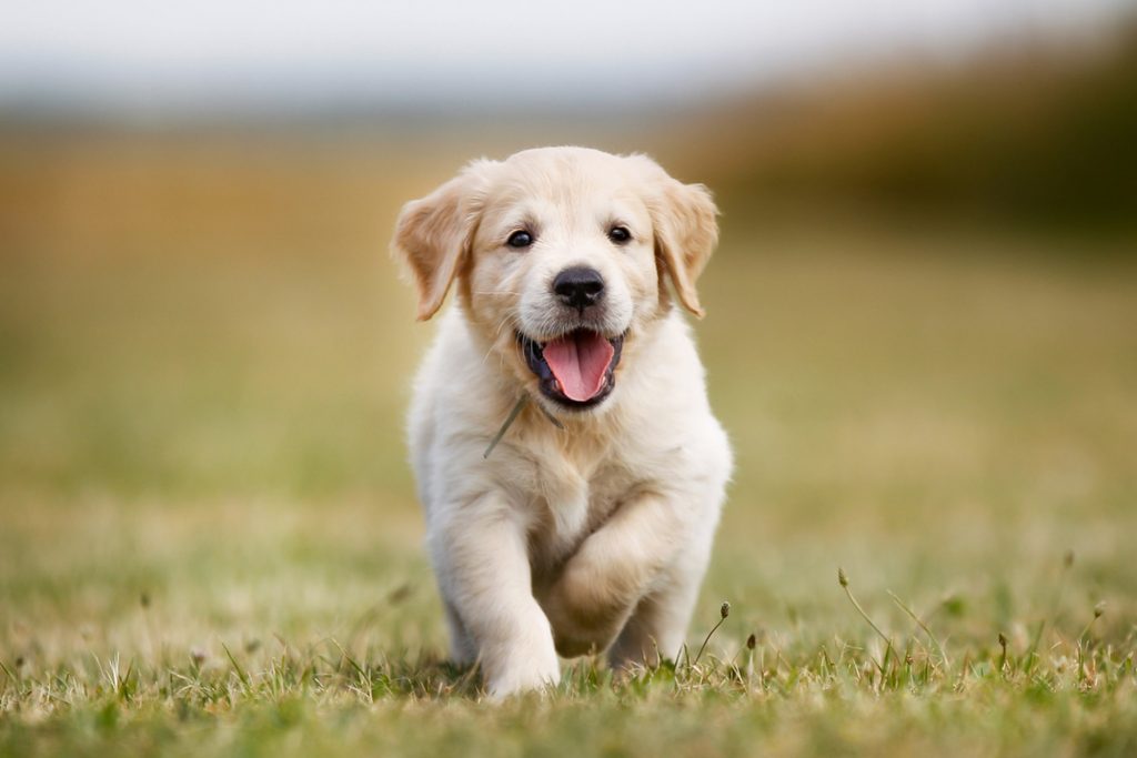 hình ảnh chó cute đẹp nhất bé cún con Golden màu trắng đang chạy về phía chủ nhân cực dễ thương 