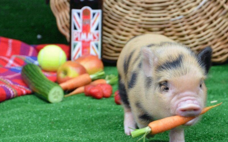 Con lợn và đống rau củ quả