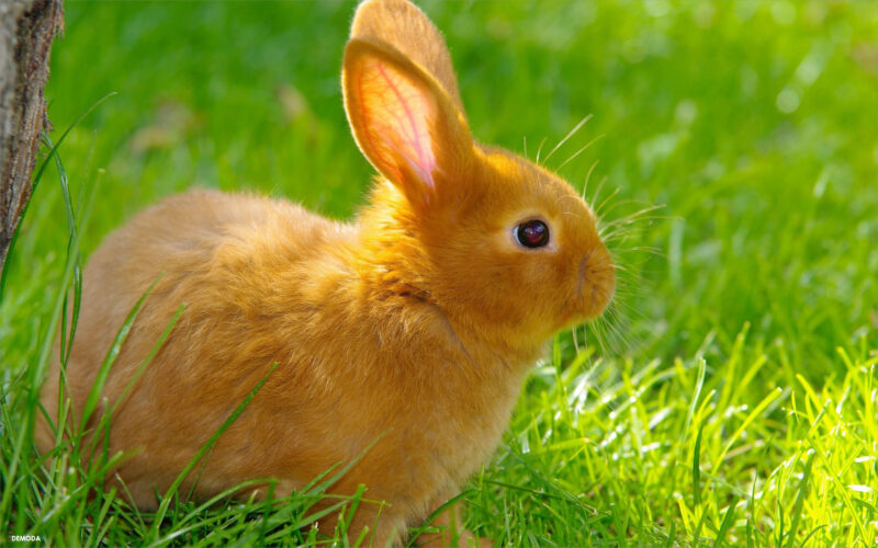 Chú thỏ nâu vàng đáng yêu dưới ánh mặt trời