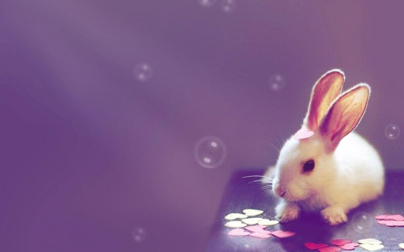 Chú thỏ trắng con trong bức hình màu tim mộng mơ