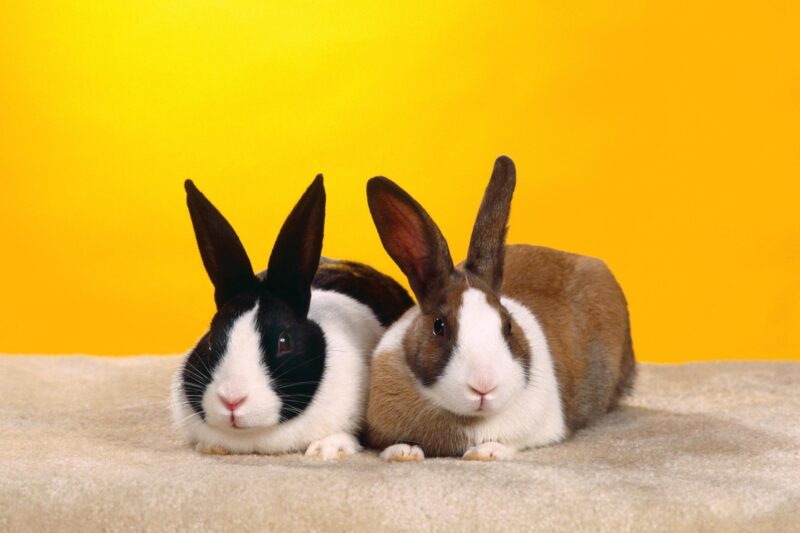 Hình ảnh 2 chú thỏ con đang yêu ngồi ngay ngắn