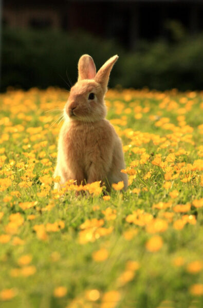 Thỏ nâu nhỏ trong vườn hoa vàng dưới ánh chiều ta đẹp 
