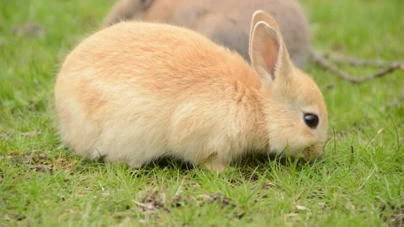 Chú thỏ nâu đang gặm cỏ cute