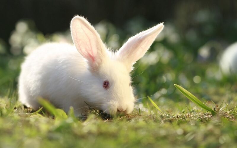 Chú thỏ trắng mắt đỏ dễ thương đang ăn