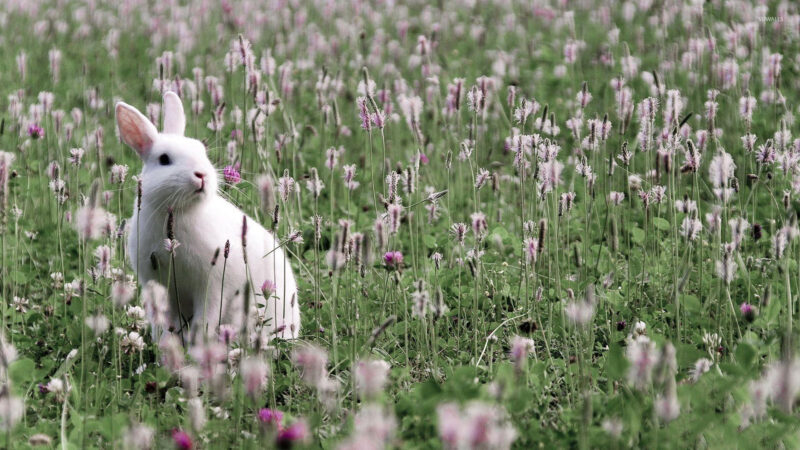Thỏ trắng nhỏ trong vườn hoa tím