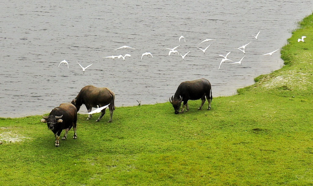 Hình ảnh con trâu gặm cỏ bên bờ sông cùng đàn chim trắng thơ mộng
