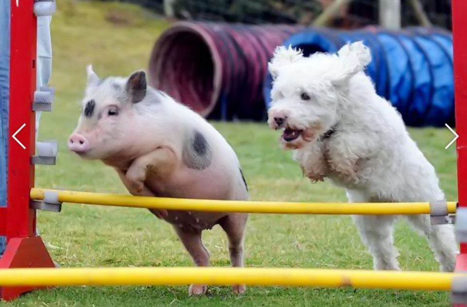 Vận động thể dục thể thao cùng những chú lợn