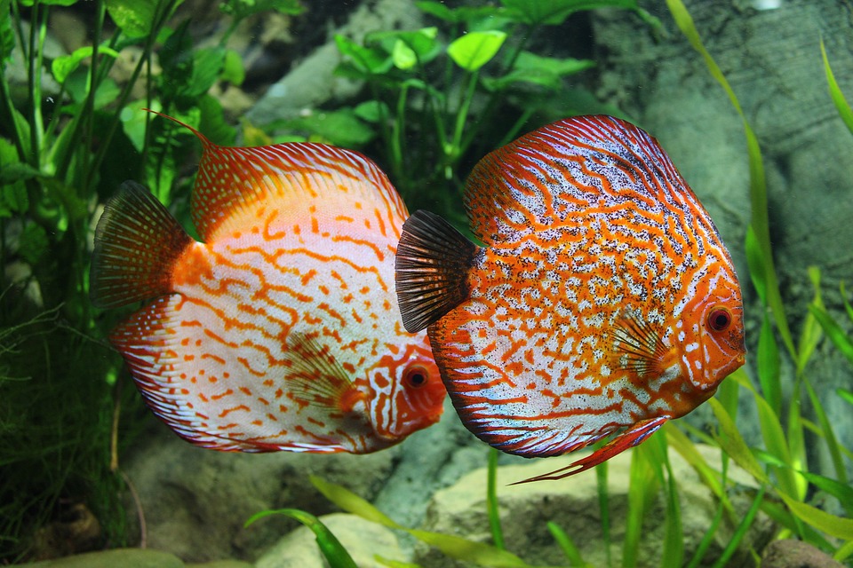 Đôi cá có màu sắc vô cùng độc lạ