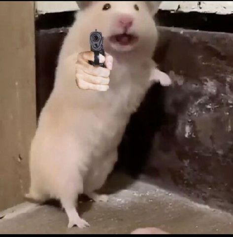 Hình ảnh hài hước của chú chuột hamster cầm súng