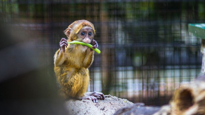 Một chú khỉ con đang ăn