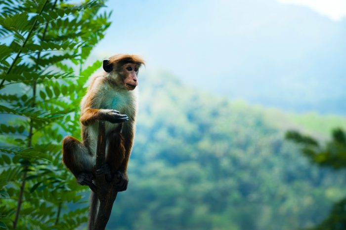 Chú khỉ trên ngọn cây đang trầm tư đầy suy ngẫm