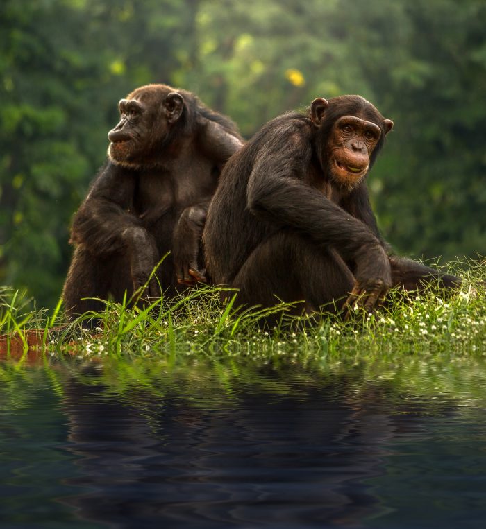 Tình bạn trân quý của 2 chú khỉ