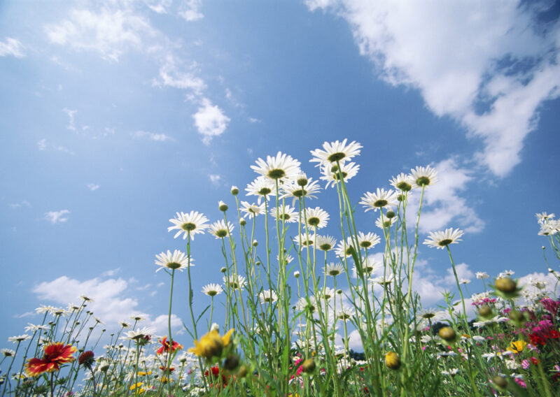 Ảnh hoa đẹp tự nhiên dưới bầu trời ngát xanh