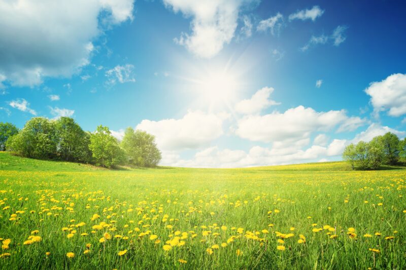 Hình chụp cánh đồng hoa vàng dưới ánh nắng mặt trời