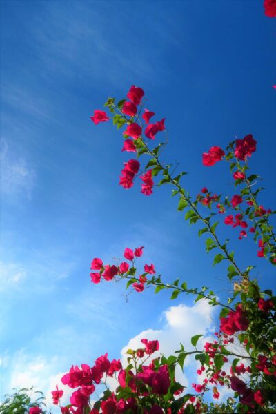 Hoa giấy chụp dưới bầu trời xanh ngát