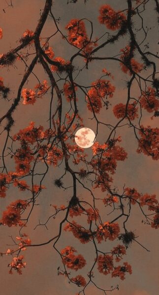 Ảnh chụp hoa đẹp cùng ánh trăng lộng lẫy