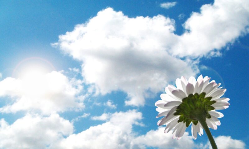 Bầu trời trong xanh cùng hoa cúc