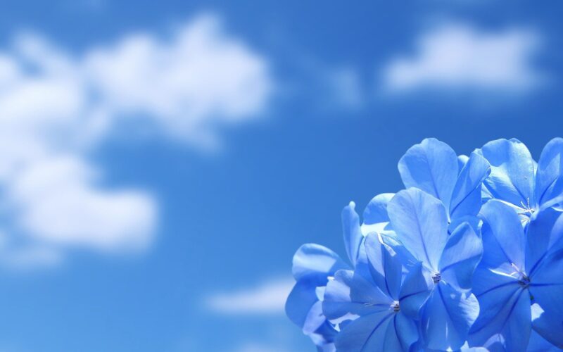Hoa xanh cùng bầu trời 