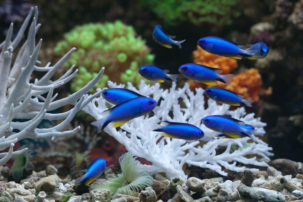 Những chú cá xanh nhỏ bé đang bơi cạnh rặng san hô