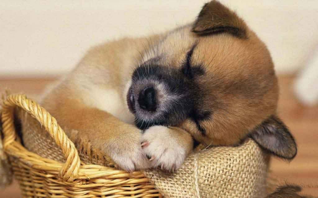 Cún con ngủ gật trong chiếc rõ cực đáng yêu