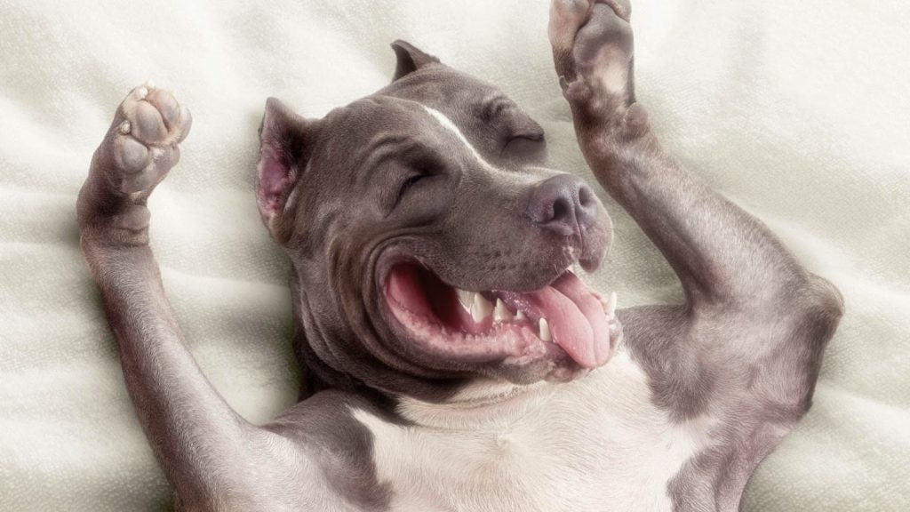 Chú chó Pitpull ngủ siêu hài hước cùng vẻ mặt rất phê