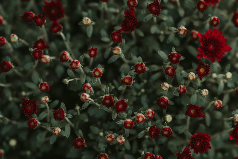 Hoa nhí đỏ lãng mạn