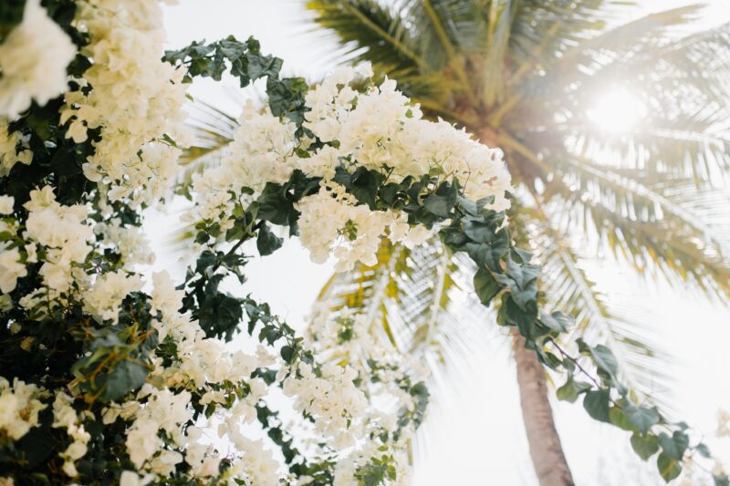 Hoa cưới màu trắng đẹp lãng mạn