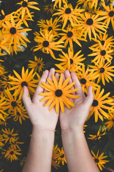 Hình ảnh bàn tay nâng niu hoa cúc vàng rực rỡ