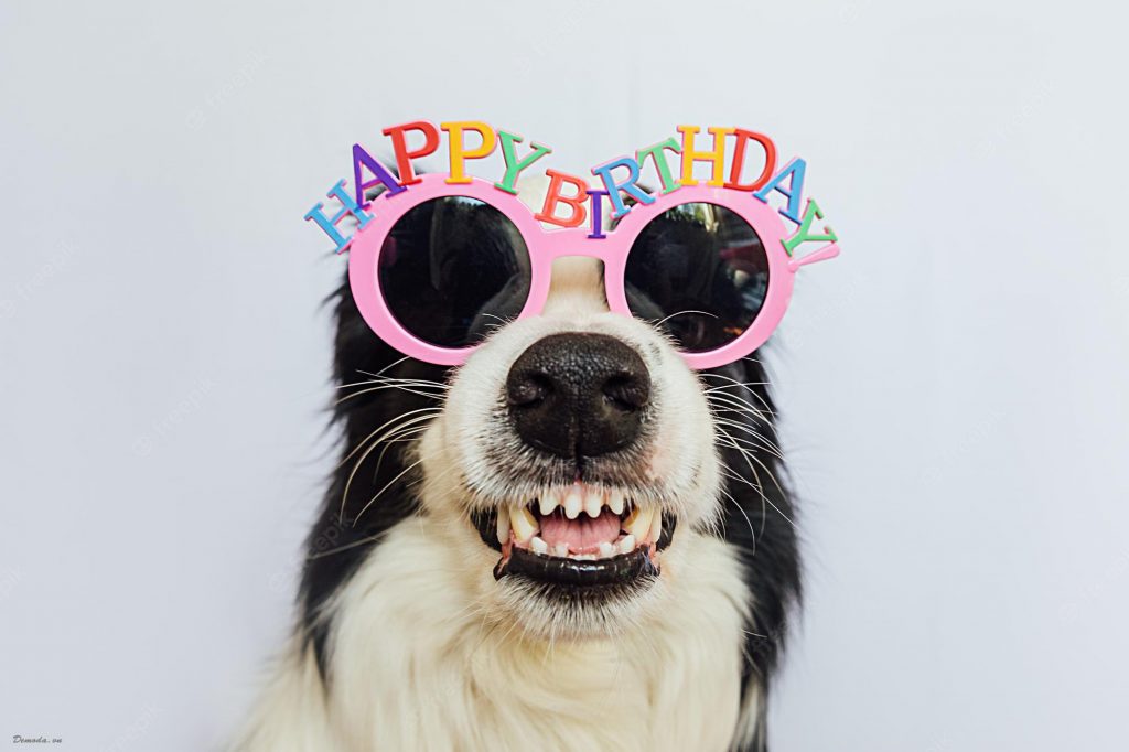 Ảnh chú chó hài bựa chúc mừng sinh nhật cực dễ thương