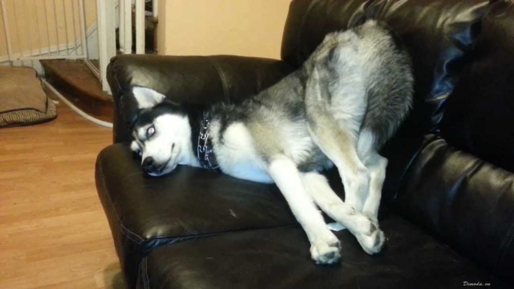 Chú chó nằm mệt mỏi bá đạo trên ghế sofa