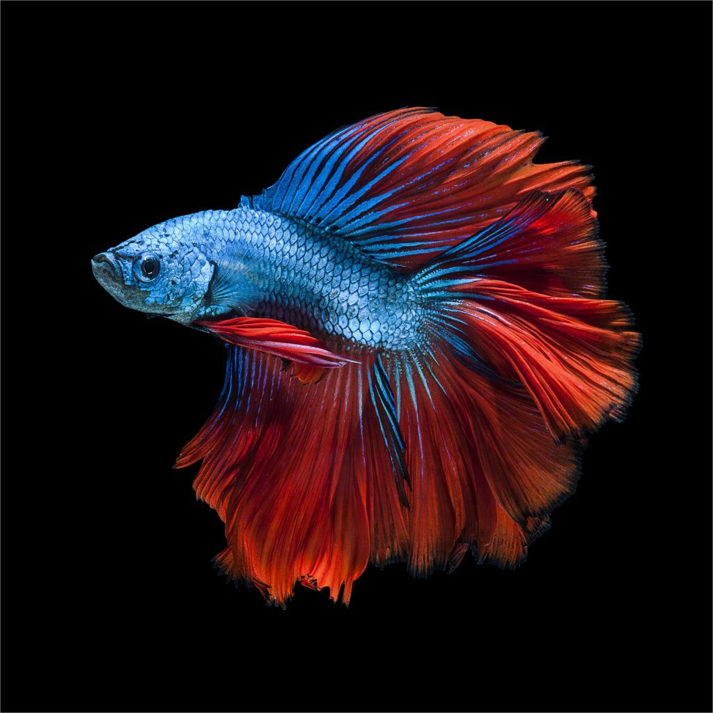 Ảnh chú cá Chọi màu xanh với bộ đuôi màu đỏ xòe quạt vô cùng đẹp
