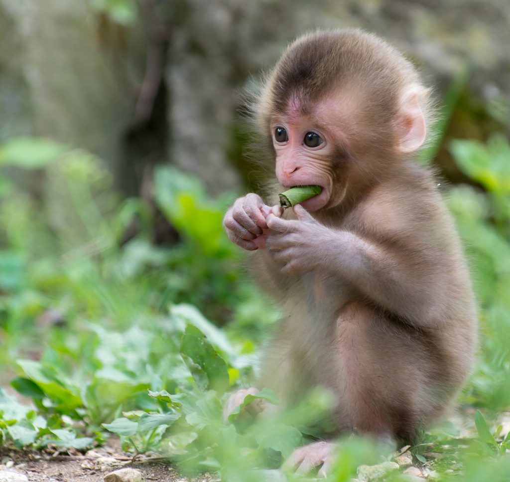 Chú khỉ con đang ăn trông rất đáng yêu