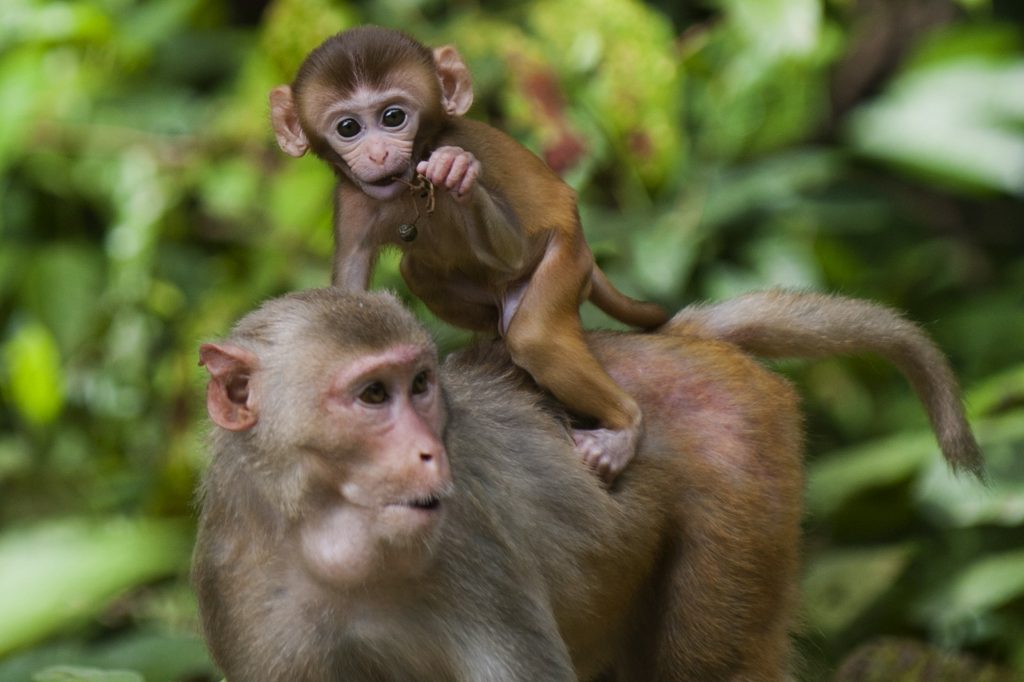 Vẻ đẹp tình mẫu tử của 2 mẹ con chú khỉ