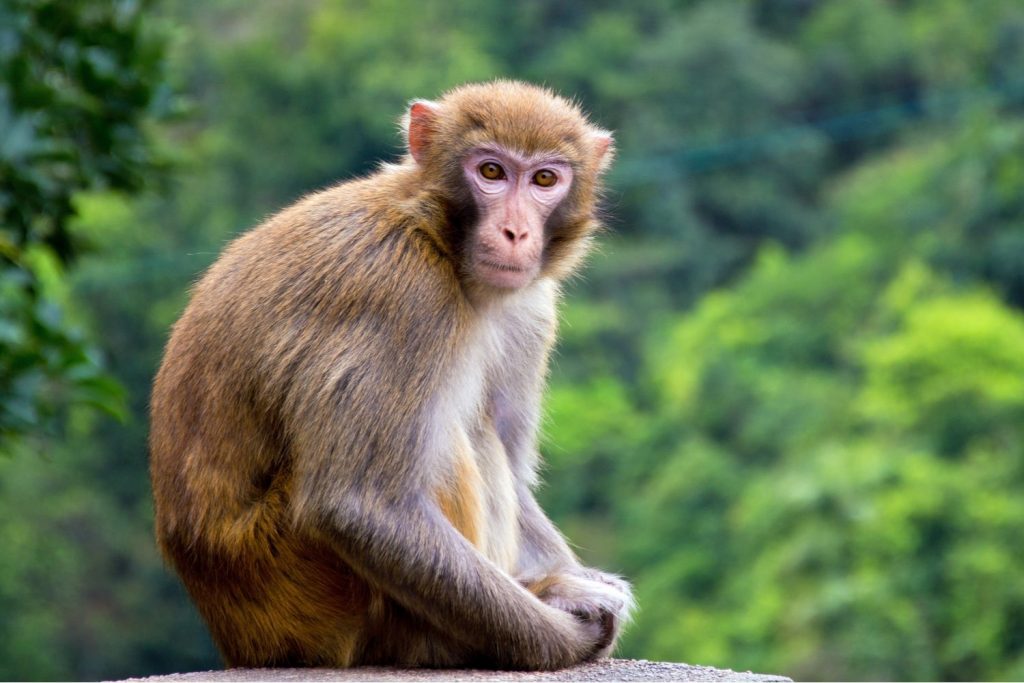 Hình ảnh con khỉ buồn bã đầy cảm xúc