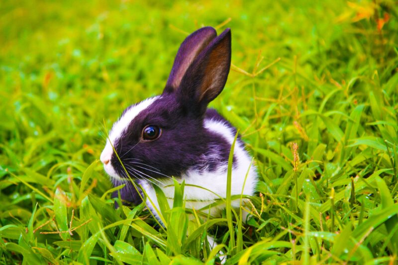 Thỏ con với chiếc đầu nhỏ đen dưới bụi cỏ xanh