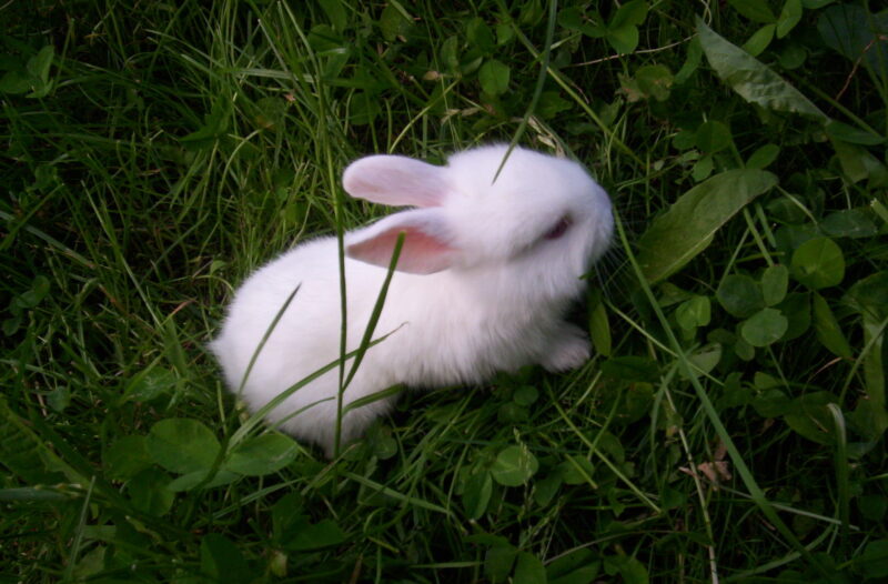 HInhd chụp chú thỏ trắng con đang gặm cỏ